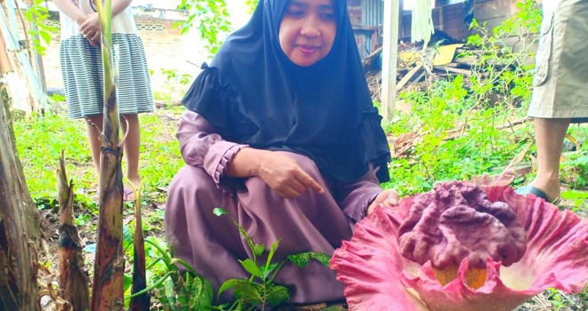 Warga Kelurahan Pasir Putih, Kecamatan Rimbo Tengah, menemukan bunga bangkai di perkarangan rumahnya.