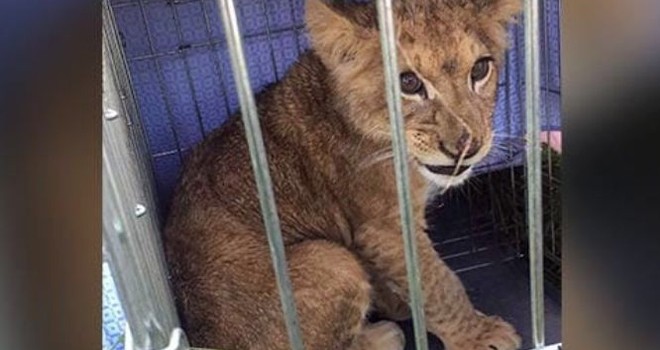Anak singa itu berusia kurang lebih 4 bulan. Menurut radio setempat, singa kecil itu ditinggalkan dan tidak dirawat (NDTV)