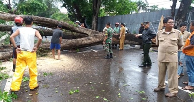 Pohon beringin tua yang tumbang akibat angin kencang beberapa waktu lalu. Foto : Dok Jambi Update