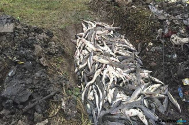 Pihak berwenang Tiongkok sedang menyelidiki kematian masal 6.000 ikan sturgeon di penangkaran sejak tahun lalu (SCMP)