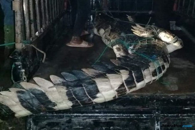 Warga Desa Bonai, Kecamatan Bonai Darussalam, Kabupaten Rokan Hulu (Rohul), Riau, berhasil menangkap buaya, Minggu (18/11) dini hari. (Virda Elisya/ JawaPos.com)