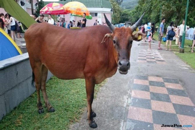 Departemen Pertanian, Perikanan dan Konservasi Hongkong mengatakan, pemeriksaan menunjukkan kalau perut dan saluran usus sapi tersebut terblokir kantong plastik (Coconut)