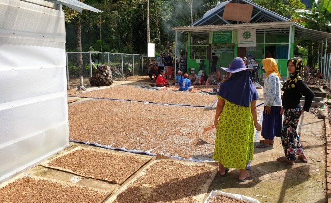 Pengelolaan buah kepayang menjadi minyak kepayang di bawah pembinaan KPHP Limau Sarolangun/ foto: istimewa