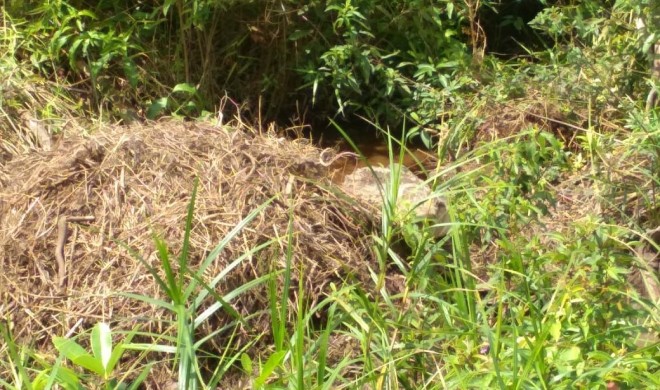 Terlihat buaya di Dendang tengah membuat sarang untuk berkembang biak diareal kebun warga.