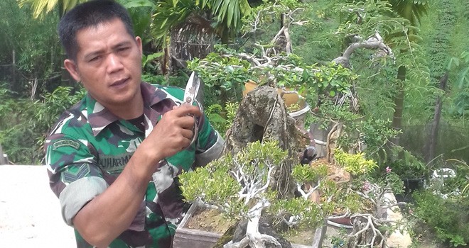 Sertu Buharman menunjukan beberapa koleksi tanaman Bonsai miliknya. 