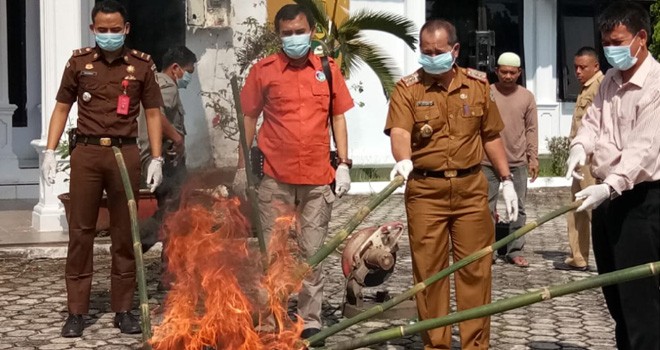 Pemusnahan barang bukti hukum yang sudah inkrach di halaman Kejari Sarolangun, Selasa (18/12). Foto : Hadinata / Jambi Update