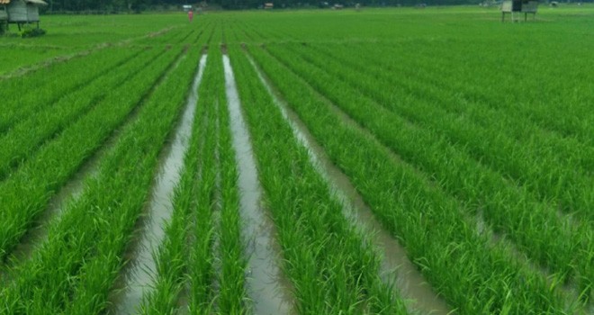  Bantuan Benih Padi untuk 1.040 Hektar Lahan Pertanian di 2019. Foto : Ist
