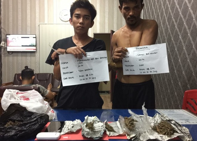 Dua Pengedar Ganja di Sijinjang Ditangkap Polisi. Foto : Ist