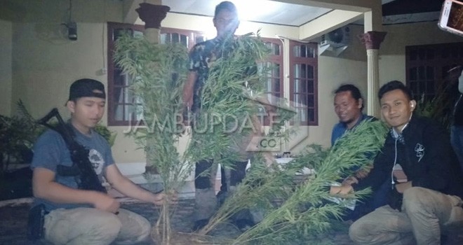 2 Hektar Ladang Ganja Ditemukan di Kerinci. Foto : Gusnadi / Jambiupdate