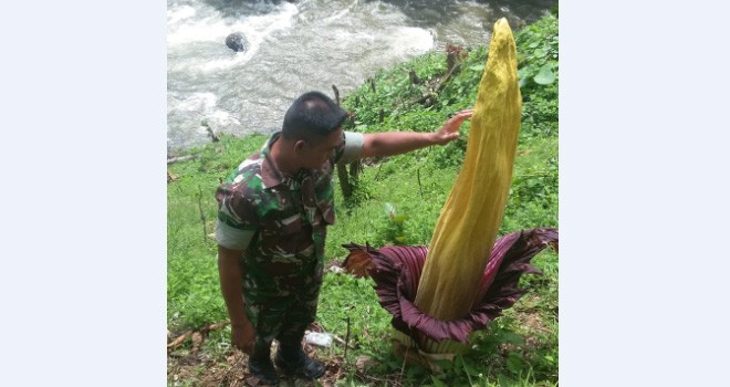 Anggota Koramil saat menemukan Bunga Bangkai di Desa Birun, Kecamatan Pangkalan Jambi, Kabupaten Merangin, Kamis (24/1). Foto : Wiwin / Jambiupdate