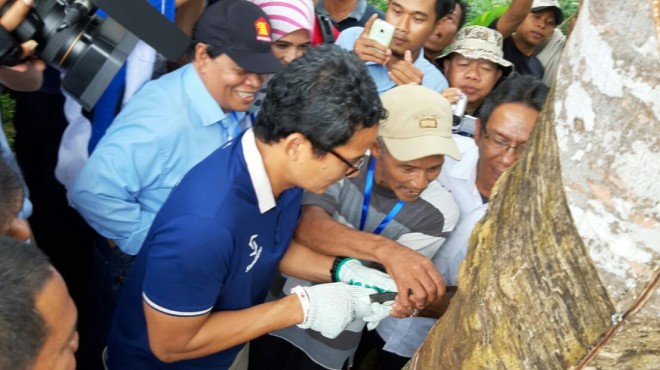 Sandi Didampingi Murady saat menyadap karet petani.