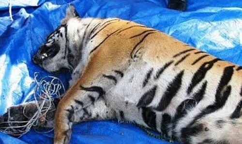 Ilustrasi. Foto : net