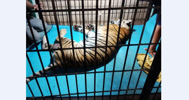 Kondisi Harimau Sumatera Sebelum Mati di Taman Rimba (26/1). Foto : Ist For Jambiupdate