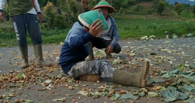 Petani di Kerinci Buang Kentang di Jalan Karena Harga Anjlok. Foto : Ist