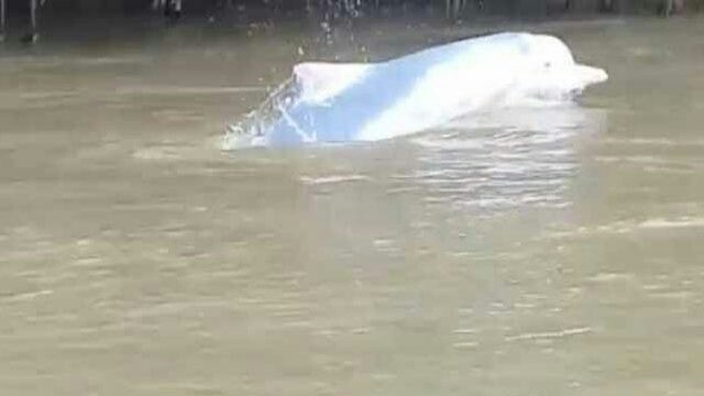 Lumba-lumba air tawar ditemukan di Sungai Kualuh, Desa Kualaberingin, Kecamatan Kualuhhulu, Kabupaten Labuhanbatu Utara, Sumatera Utara. (Istimewa)