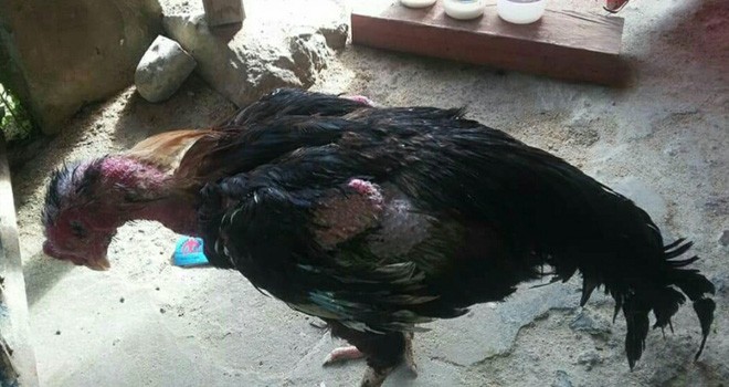 Terlihat ayam unggul warga yang terjangkit penyakit. Foto : Gusnadi / Jambiupdate
