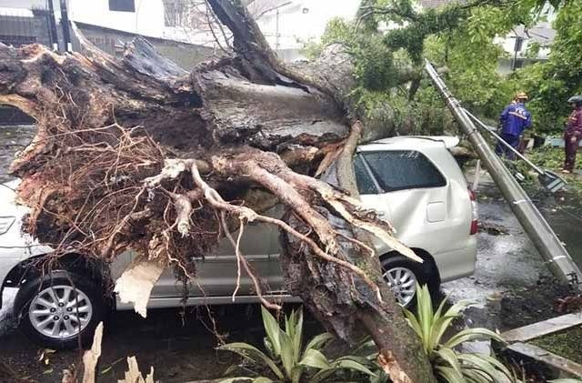 Pohon tumbang akibat hujan badai di Kota Malang, Selasa (19/2). (Fisca Tanjung/JawaPos.com)
