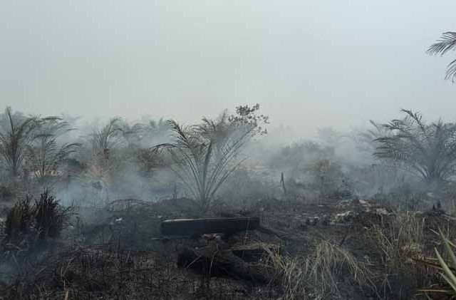 Kebakaran hutan dan lahan di Rohil, Riau. (Istimewa)