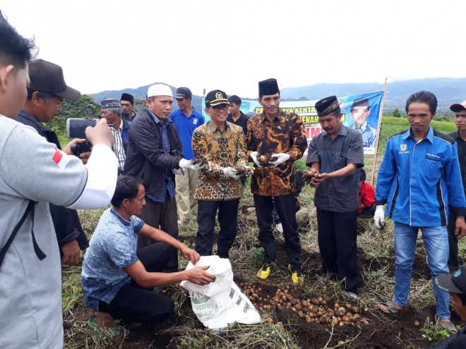 Reses ke Jangkat, H Bakri Panen Kentang di Desa Renah Pelaan. Foto : Ist