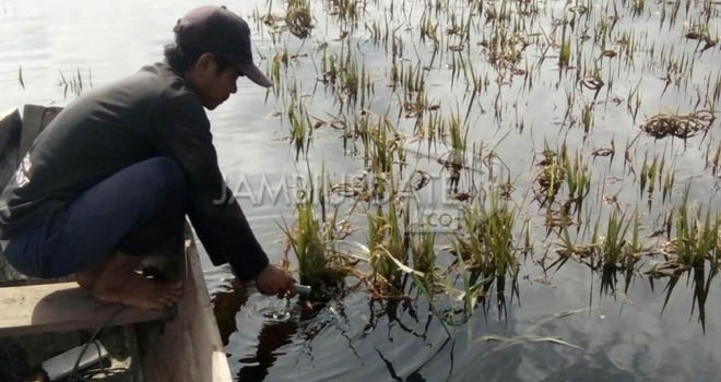Hujan beberapa pekan terakhir ini, mengakibatkan puluhan sawah di Kerinci terendam banjir. Foto : Gusnadi / Jambiupdate