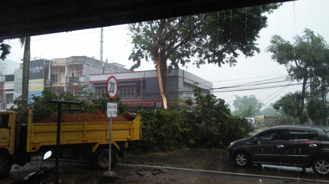 Pohon Besar di Thehok Tumbang Timpa Pengendara Motor.