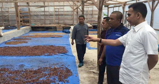 Dipo Nurhadi Ilham melihat proses pengeringan kopi oleh para petani di Kabupaten Kerinci. Foto : Ist