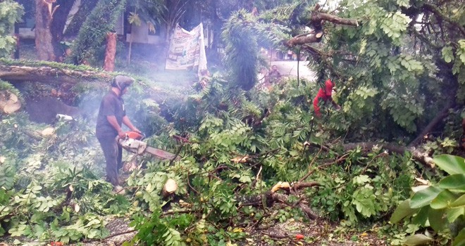 Pohon tumbang saat hujan disertai angin di JL Diponegoro, tepatnya dibelakang Koni, (27/3). Foto : M Ridwan / Jambi Ekspres