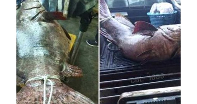 Ikan Kerapu Raksasa Berhasil Ditangkap.