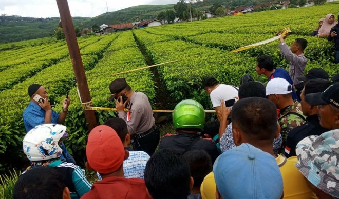 Warga Temukan Manyat di Perkebunan Teh Kayu Aro. Foto : Gusnadi / Jambiupdate