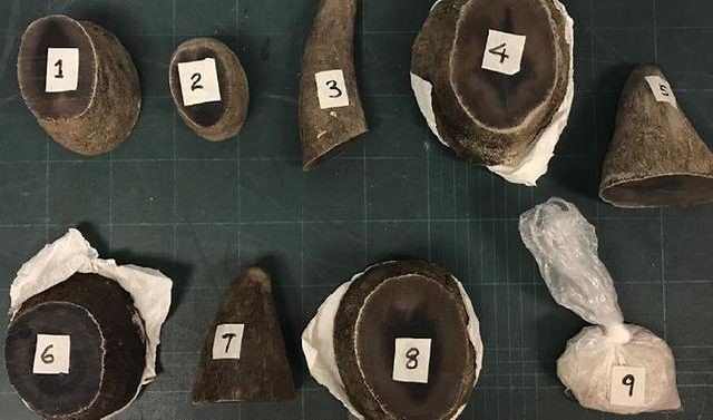 Seorang pemburu badak yang suka mencari culanya diinjak gajah hingga mati (AFP)