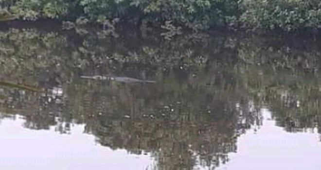 Telihat Buaya yang tengah Muncul di Sungai Teluk Dawan. Foto : Ist
