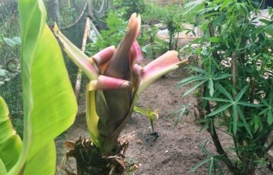 Jantung pisang yang tumbuh di batang yang baru dipotong.