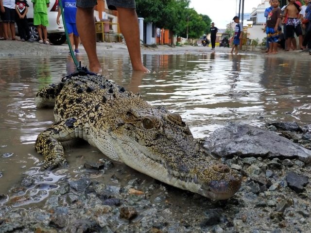 Warga melepaskan seekor buaya di Jalan Sulawesi, Kelurahan Dulalowo, Kecamatan Kota Tengah, Kota Gorontalo. Pelepasan buaya itu sebagai bentuk protes warga terhadap jalan yang rusak. Ketika hujan jalan jadi kubangan (Natha/Gorontalo Post/Jawa Pos Group)