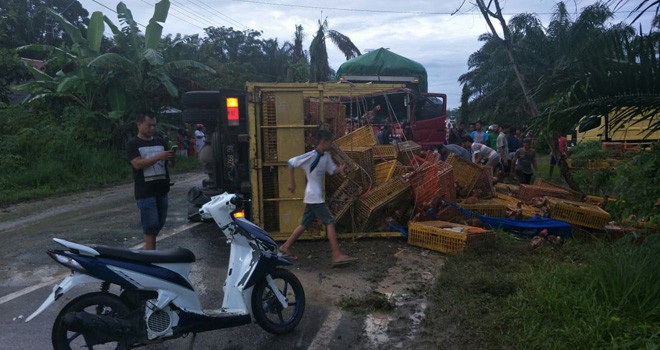 Mobil Colt Diesel yang bermuatan ayam berserakan setelah ditabrak truk tronton. Sedangkan sopir Colt Diesel tewas ditempat.