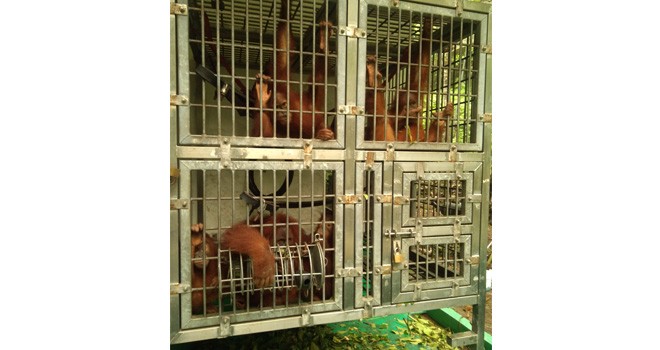 Lima ekor Orang Utan yang akan disekolahkan di Pusat Re Introduksi Orang Utan Danau Alok Tanjungjabung Barat. Kelimanya diberangkatkan dari Sumatera Utara (29/4).