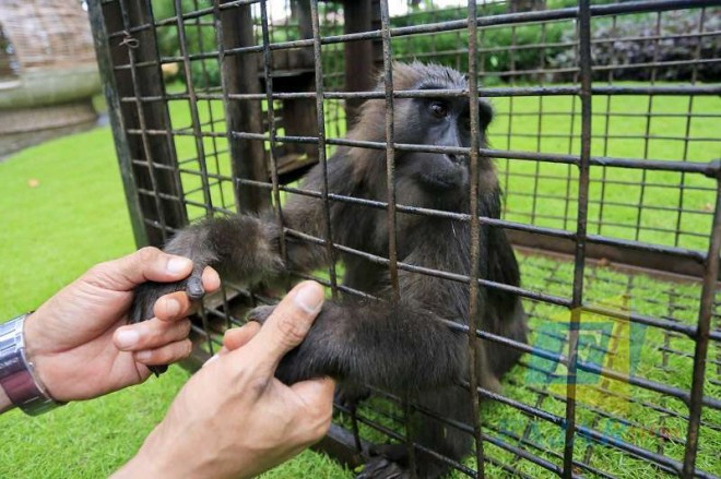 ABE BANDOE/ FAJARSATWA. BBKSDA Sulsel melepas puluhan burung pleci di pelataran Hotel MaxOne, Rabu, 22 Mei. Selain burung pleci juga ada hewan lainnya. Mulai dari monyet, hingga buaya.