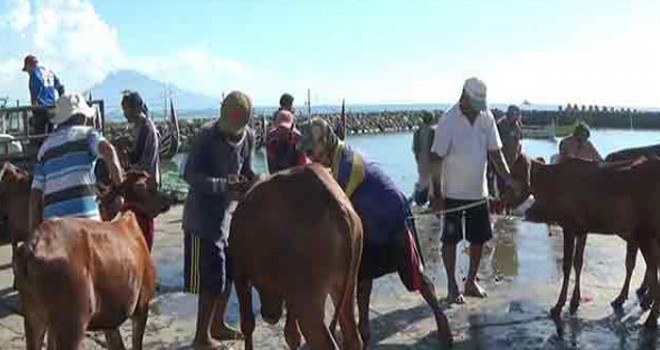 Sapi Madura. Foto : JPG