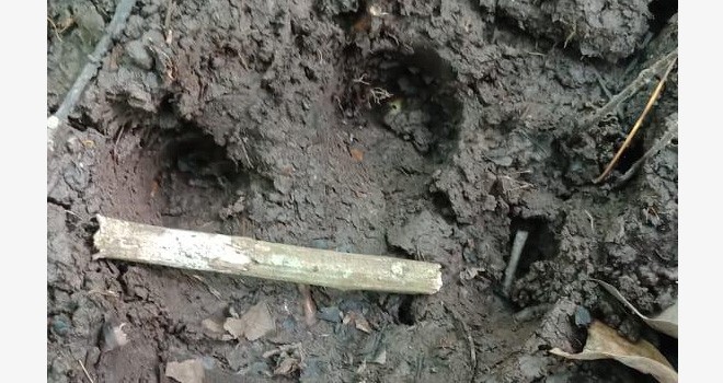 Temuan jejak harimua ini, membuat masyarakat di RT 08 Parit Cina Kelurahan Sabak Ulu, Kecamatam Muara Sabak Timur, terutama bagi mereka yang kesehariannya bekerja di kebun menyadap karet, merasa kuatir. Foto : Maulana / Jambiupdate