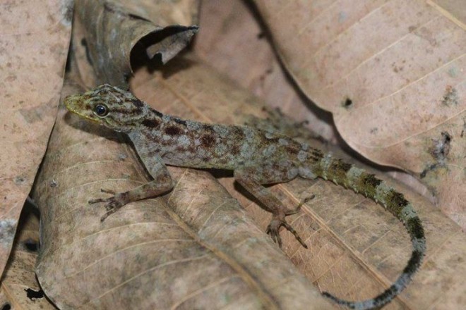 Cecak batu atau Chemaspis muria. (Ant/Dok. LIPI)