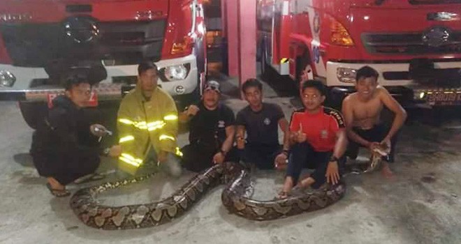 Petugas Damkar Bungi, usai menangkap ular di wilayah pemukiman warga. Foto : Ferdian / Jambiupdate