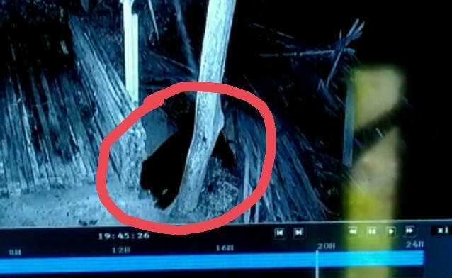 Seekor beruang terekam CCTV di salah satu rumah warga di Sungai Jernih, Sungai Penuh