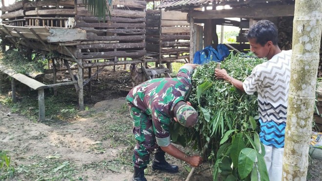 Babinsa Serda Tri Purwanto mencari rumput makanan kambing milik Mat Sadun.