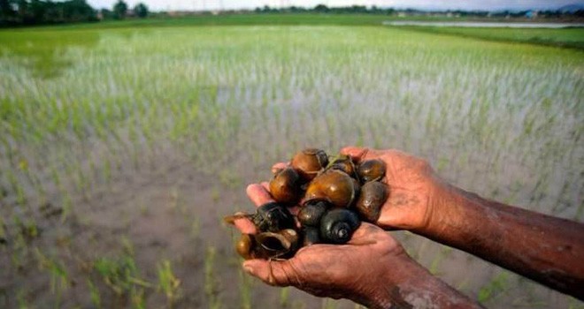 Petani saat sedang memperlihatkan hama keong yang menyerang sawah mereka. 