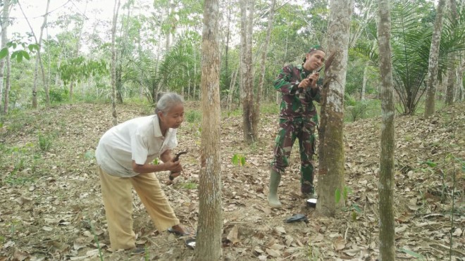 Serda Sahardi Babinsa Koramil 415-04/MB, saat bantu Tamini, warga RT 02 Desa Ladang Peris. 