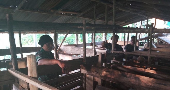 Disela-sela Waktu Istirahat, Babinsa Serda Tri Purwanto Bantu Warga Beri Makan Ternak.