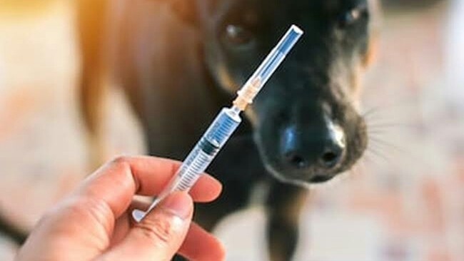 Ilustrasi, rabies /dok. 