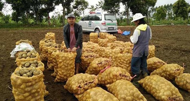 Petani kentang asal Kerinci yang akan memasarkan kentang tanaman mereka. Foto : Gusnadi / Jambiupate