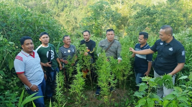 Tanaman Ganja Kembali Ditemukan di Kerinci.