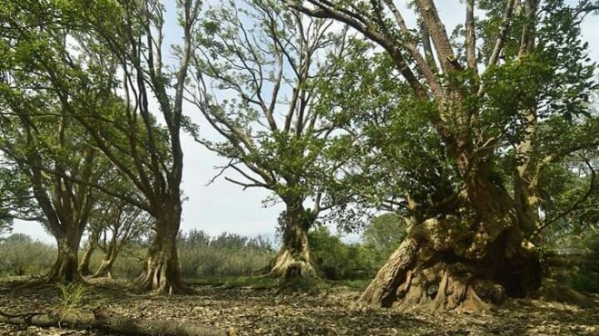 Pulau Kelelawar. Foto: Istimewa