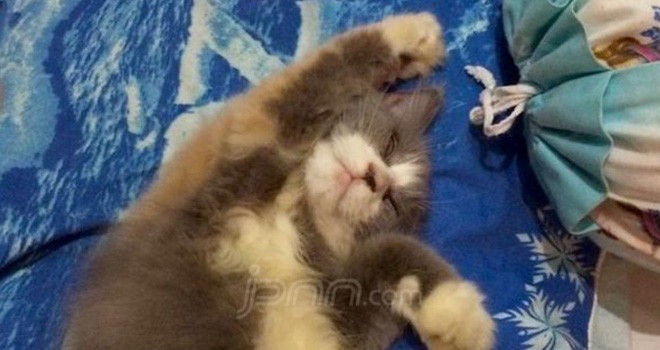 Ilustrasi. Foto : JPNN